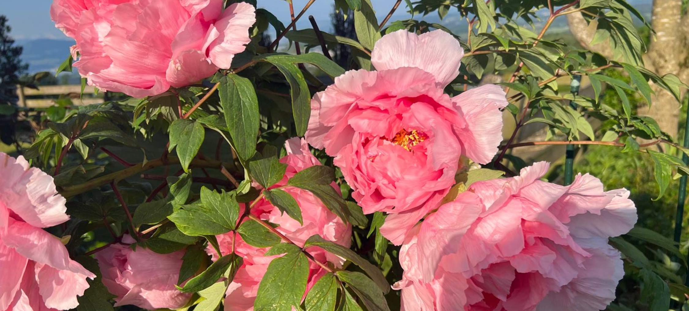 hero-gartenpflege-rasenpflege-wetzikon Gartenservice Kreider Gartenunterhalt Hecken schneiden Rasenpflege Bepflanzung Wetzikon