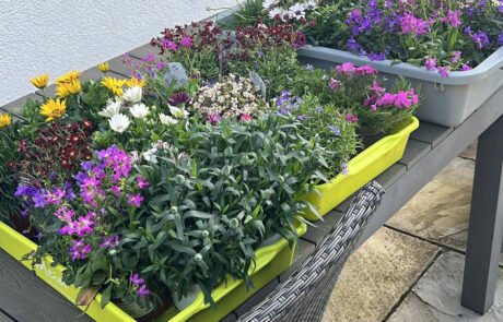 kreider-gartenunterhalt-wetzikon-bepflanzen-2 Gartenservice Kreider Gartenunterhalt Hecken schneiden Rasenpflege Bepflanzung Wetzikon